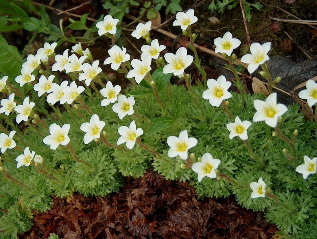 Decipiens saxifraga