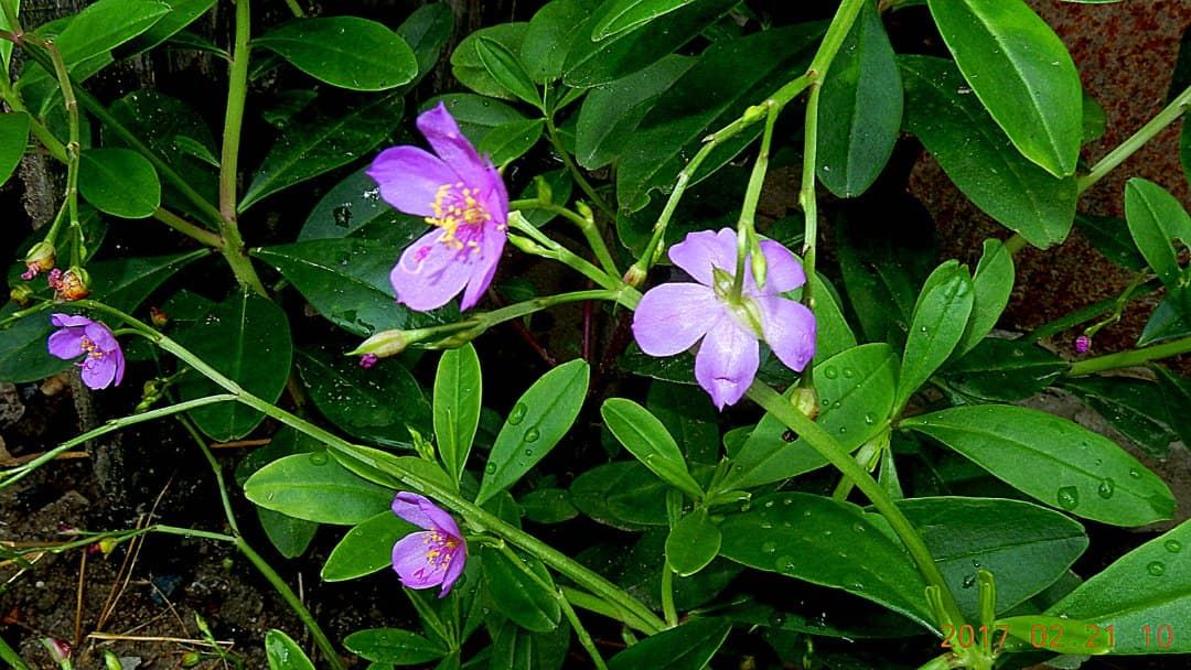 Talin fruticosum