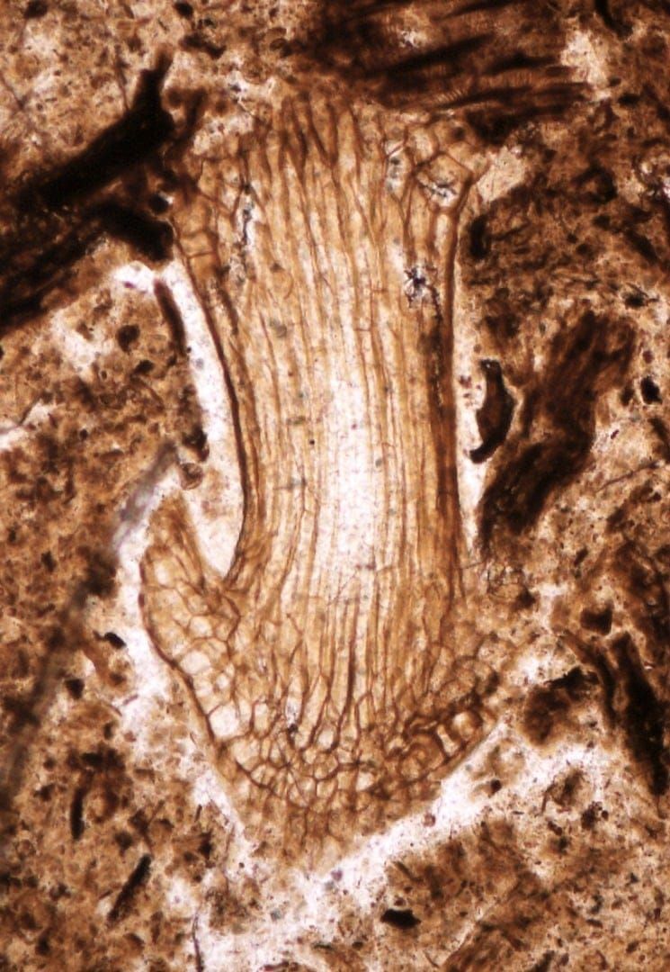 Preserved mosses discovered in Upper Jurassic rocks of Argentinean Patagonia