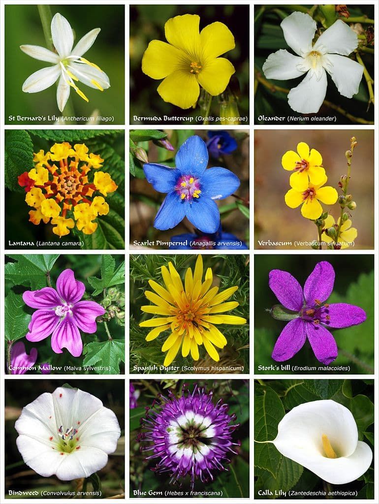 Un cartel con doce flores de diferentes familias.