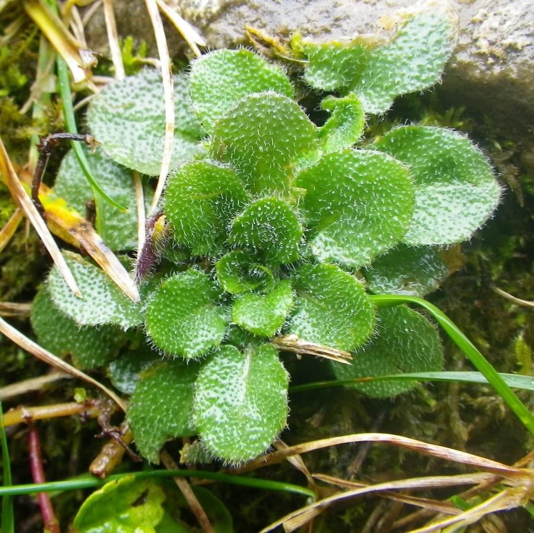 Rosace d'Arabidopsis