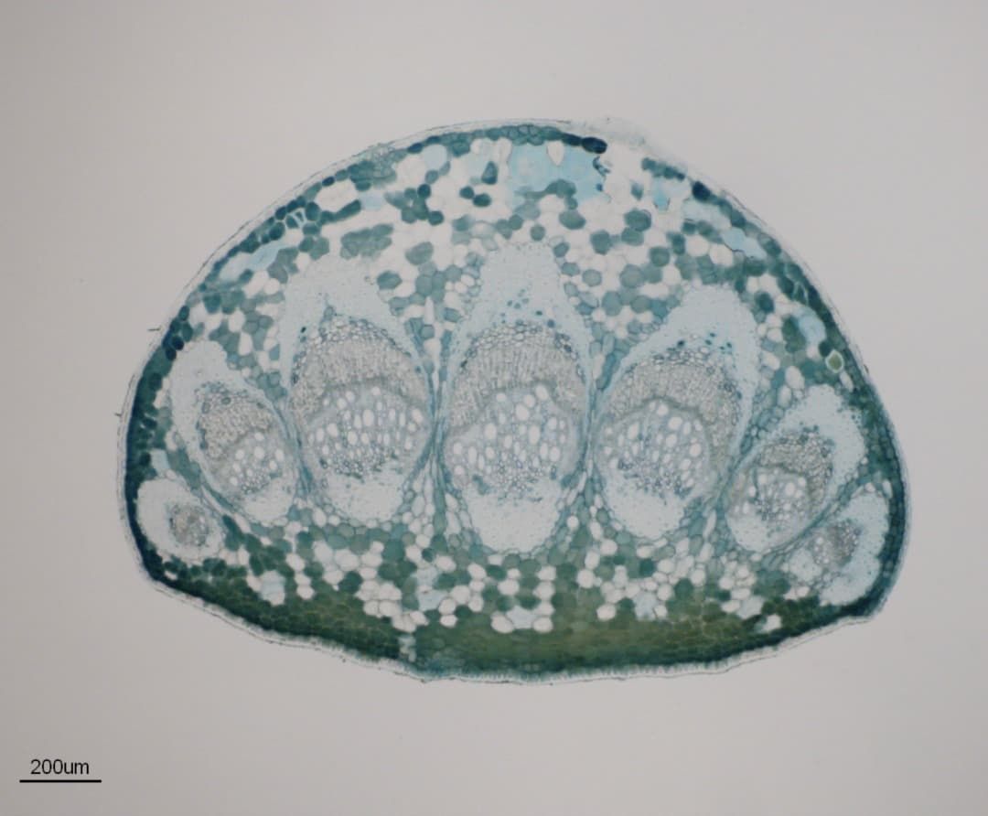 Leaf anatomy