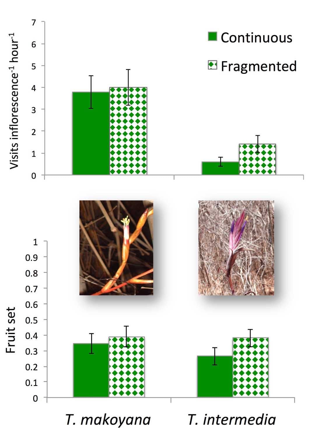 Taux de fréquentation des pollinisateurs et nouaison de deux espèces de Tillandsia de la forêt sèche mexicaine