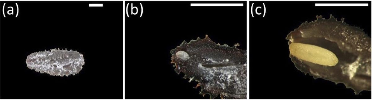 Elongation of Anigozanthos flavidus seeds in response to after-ripening and treatment with smoke derived glyceronitrile