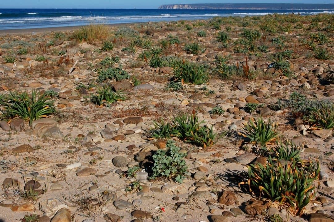 Plantes et risque d'inondation en Annals of Botany
