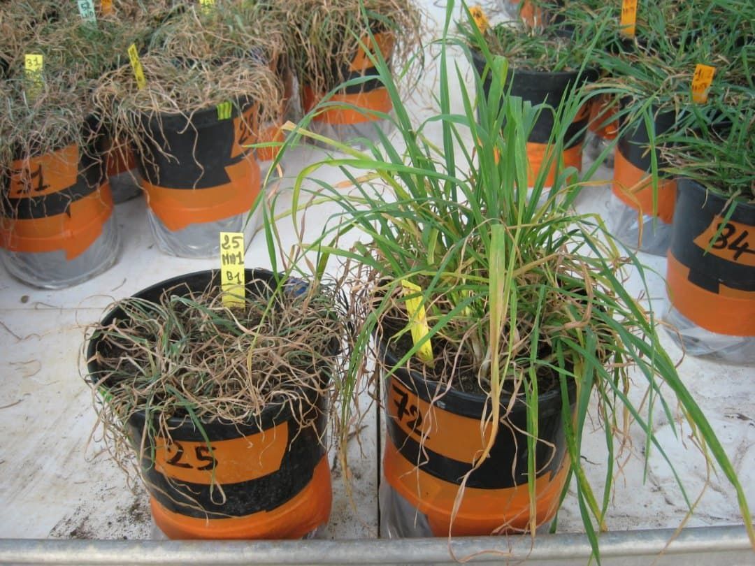 Dactylis glomerata ou pé de galo