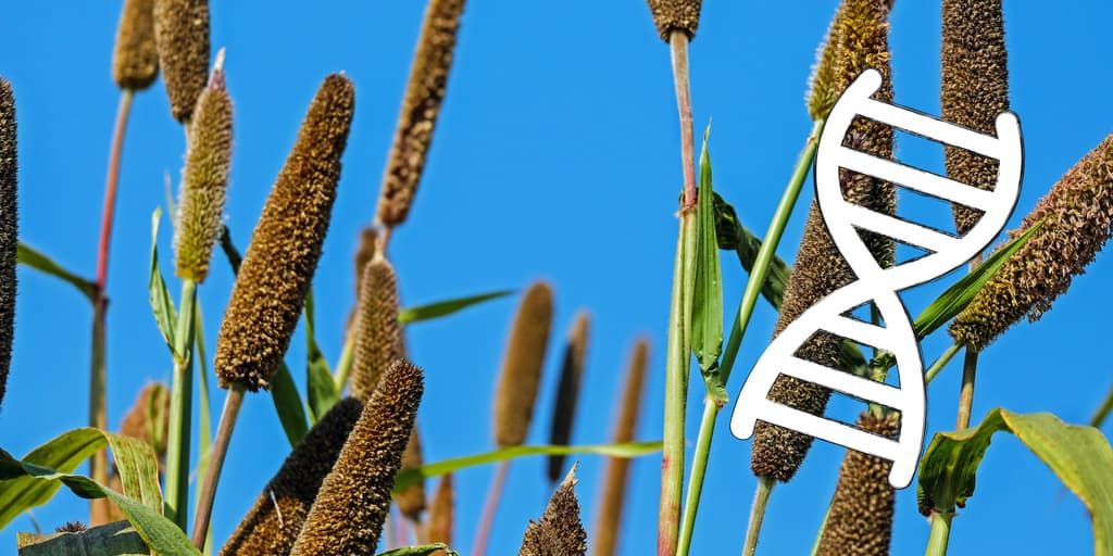 Millet and DNA.