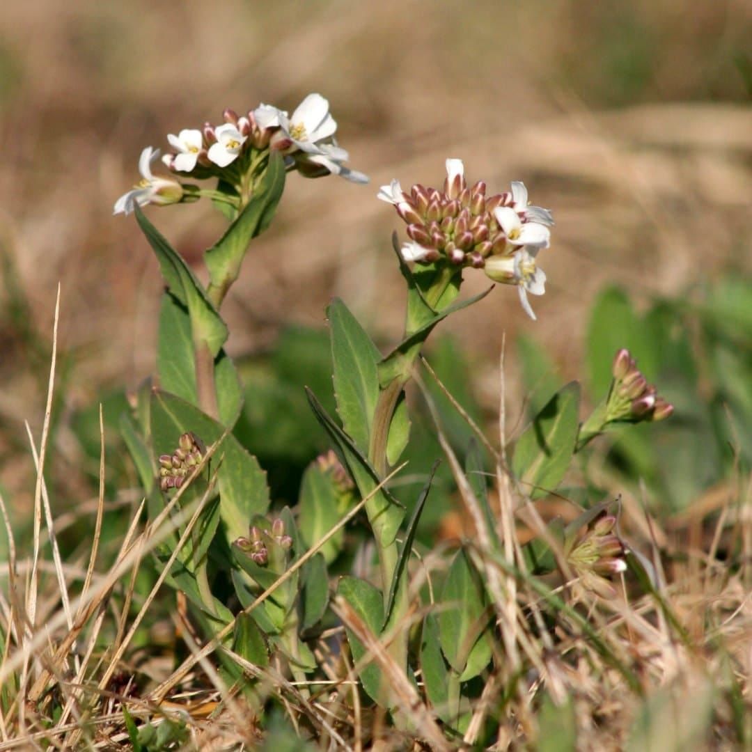 Noccaea praecox