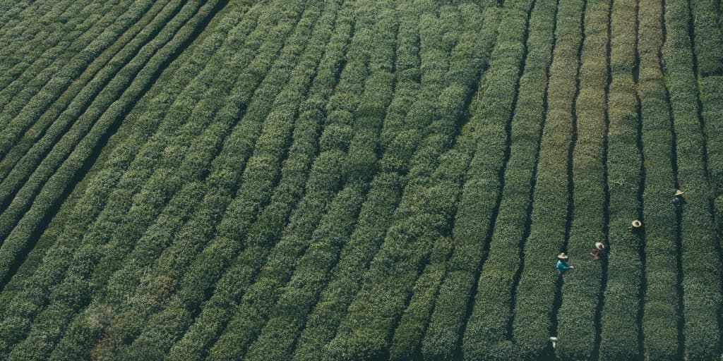 Crop Canopy