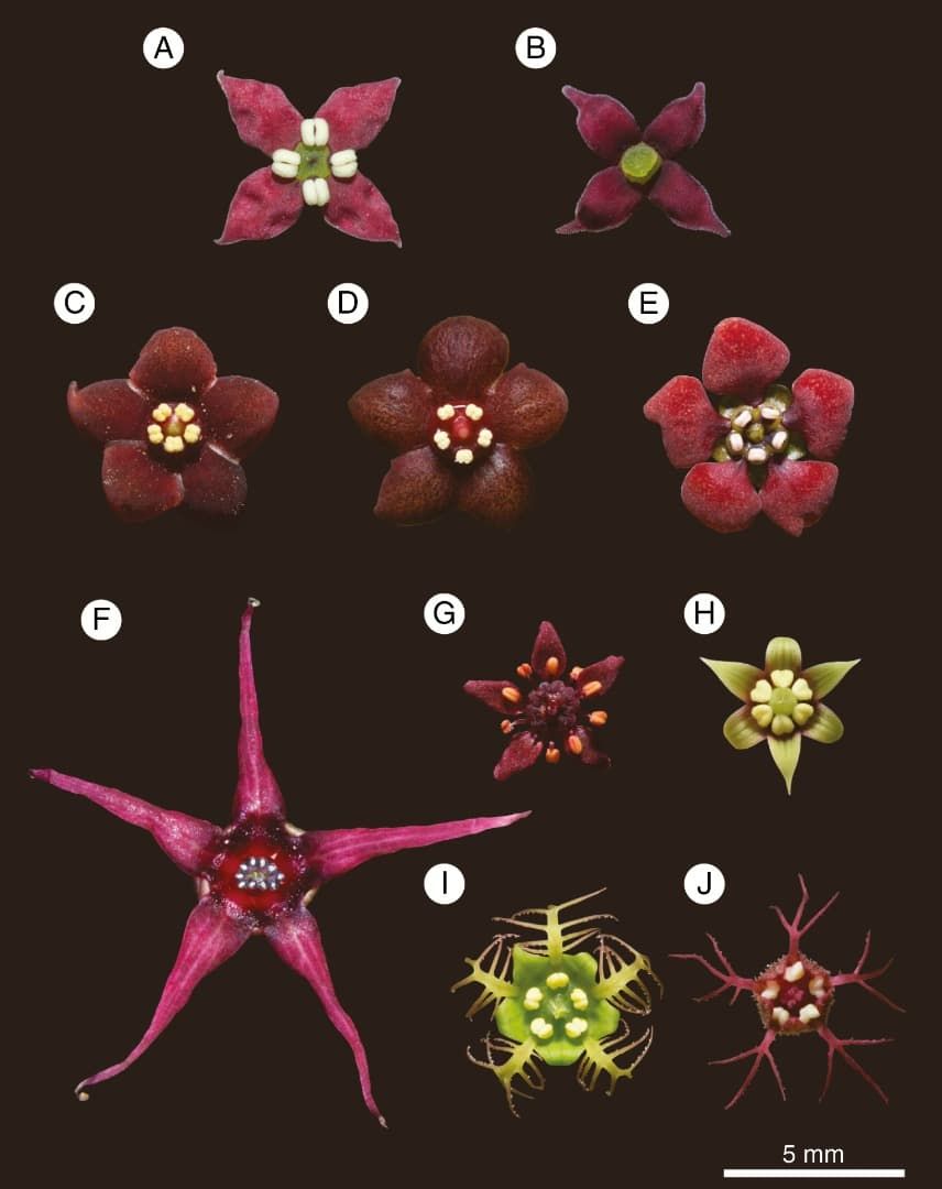 Dark red flowers