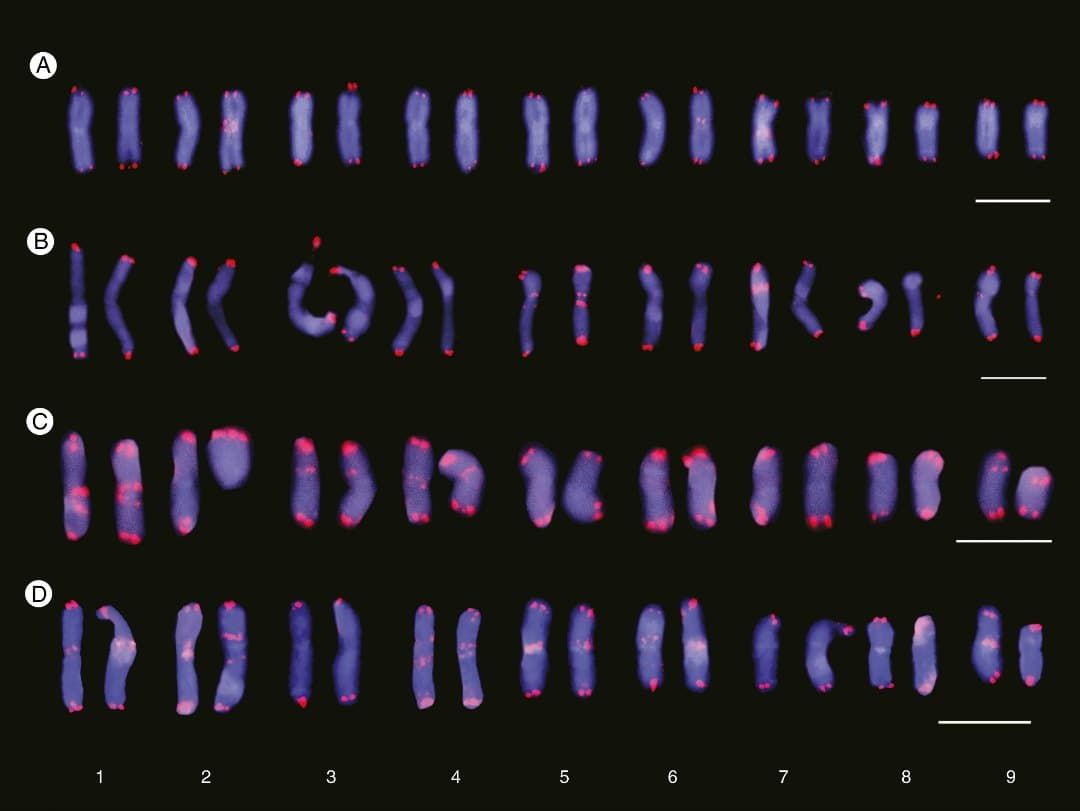 Cariograms showing inter- and intrapopulation site number variation of interstitial telomeric repeats (ITRs) in Anacyclus cla