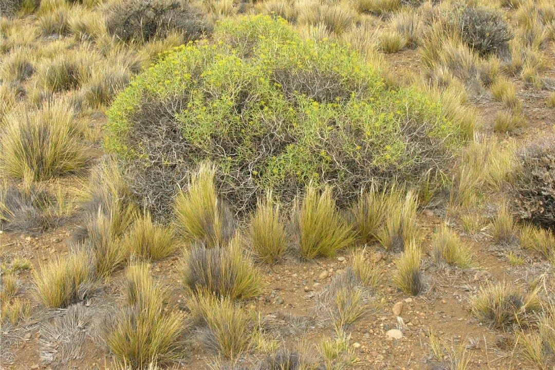 Shrubs