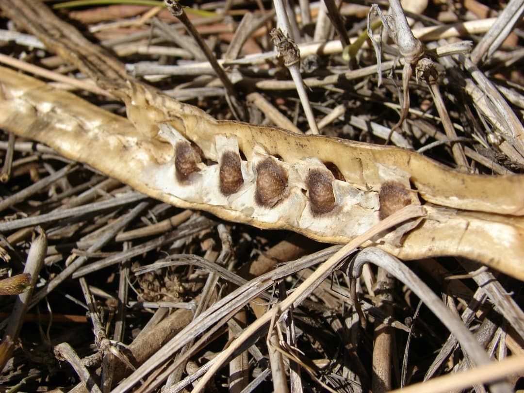 Moringa oleifera