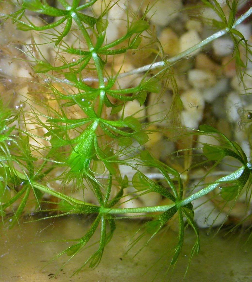aldrovanda vesiculosa