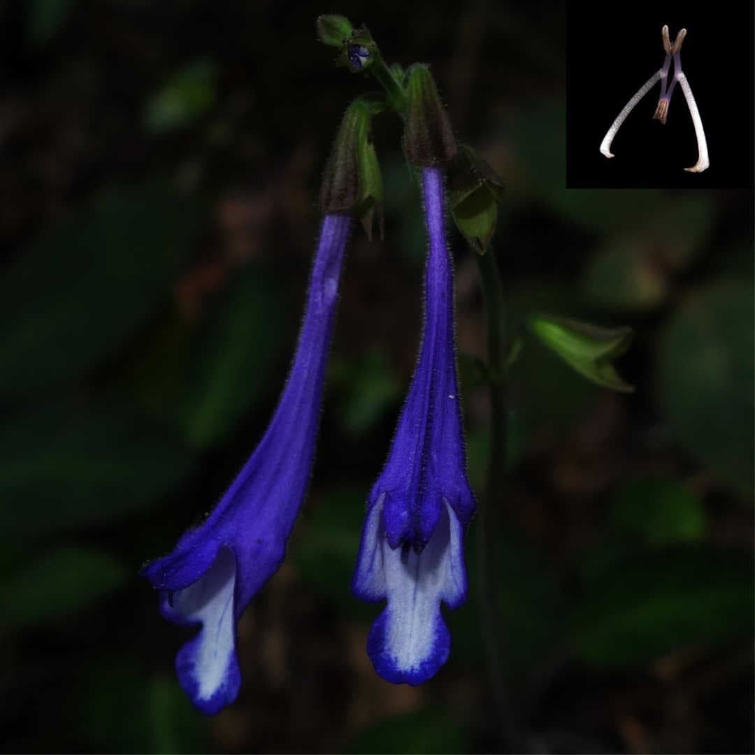 Blütenmorphologie von Salvia sonchifolia
