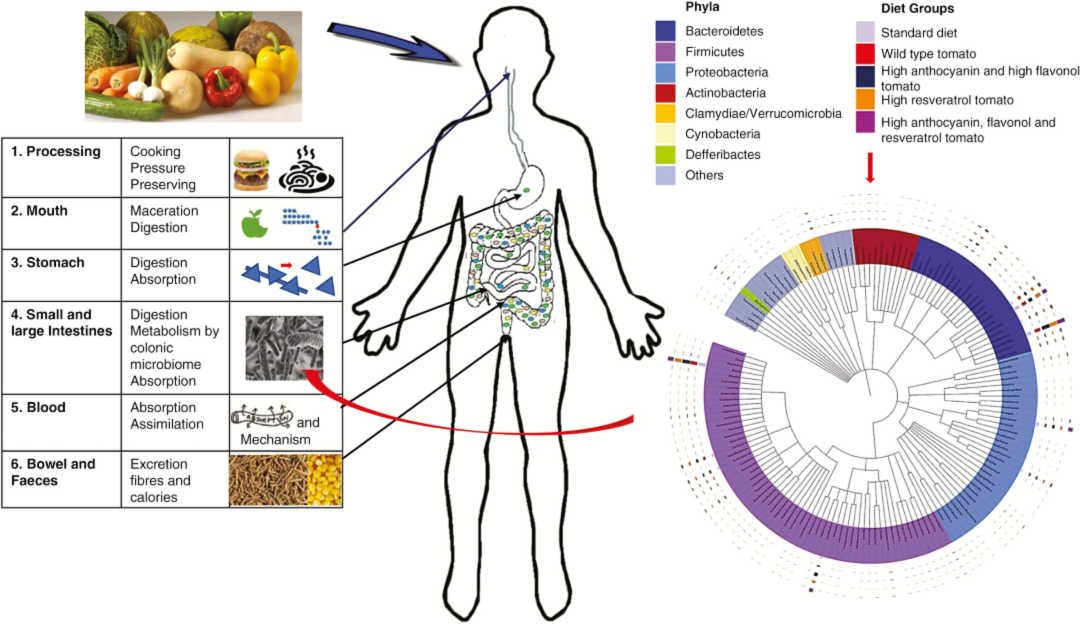 Summary diagram of the processes impacting plants and plant-based foods in the diet.
