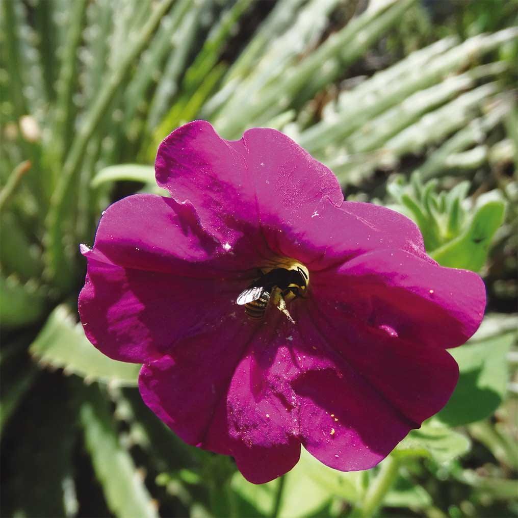 Petunia secreta e sua abelha polinizadora
