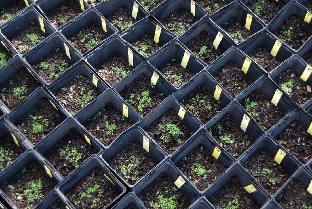 Plantes A. thaliana cultivées pour l'expérience