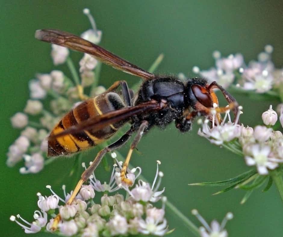 Vespa velutina