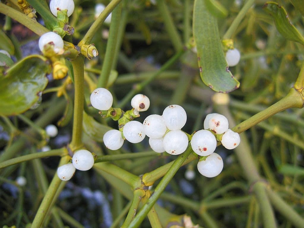 Viscum album
