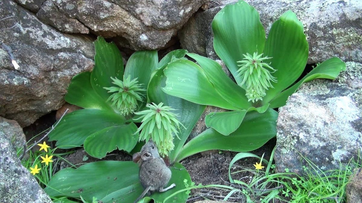 Para Pineapple Lily, la atracción es una cuestión de química.