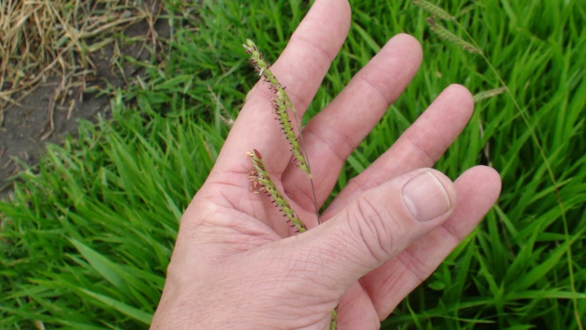 Forage grass flower