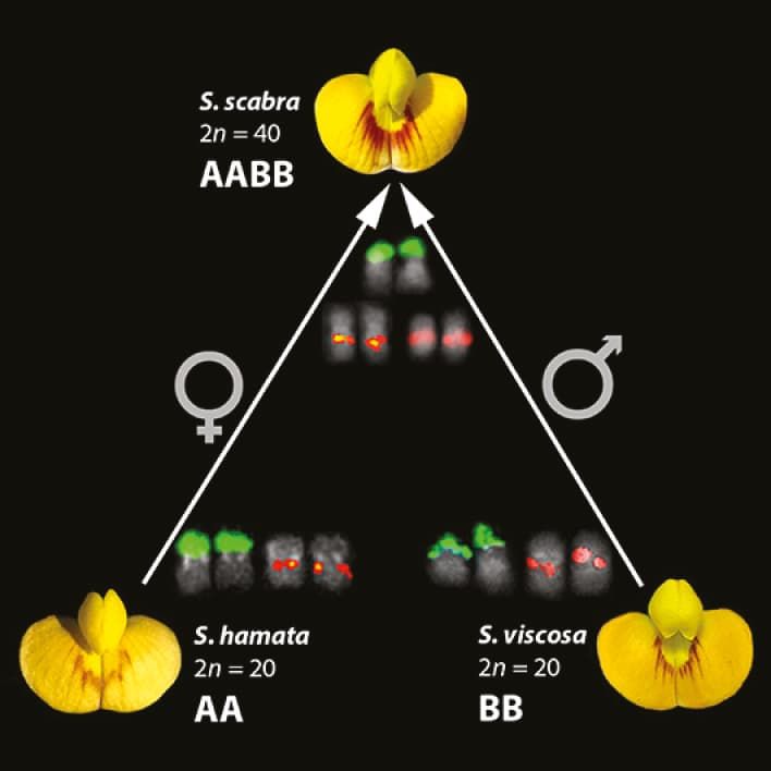 Stylosanthes hybrid origin