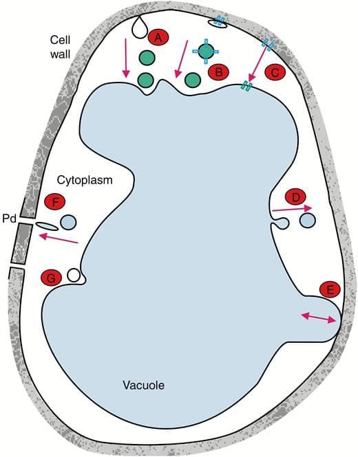 Transporte vesicular hipotético de iones Na+ en halófitas.