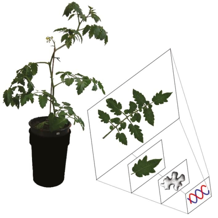 Tomato leaves