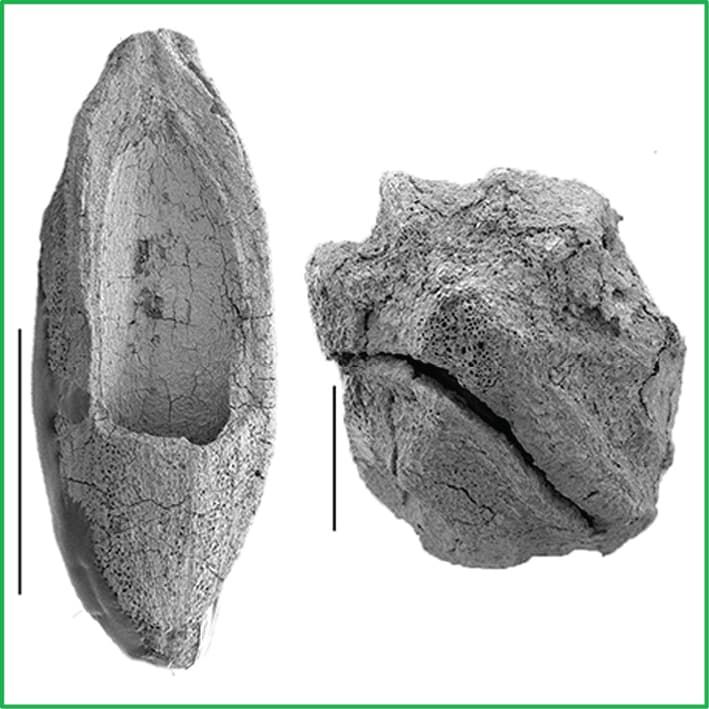 Eydeia jerseyensis