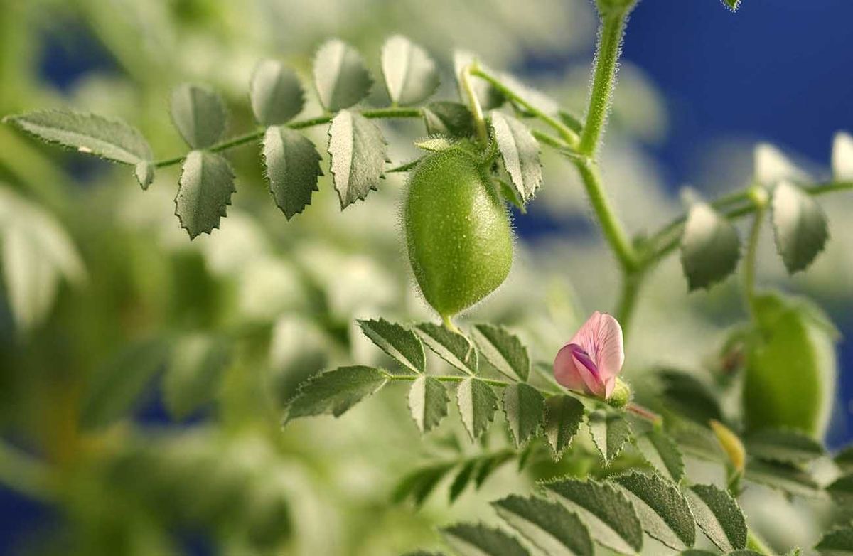 planta de grão de bico