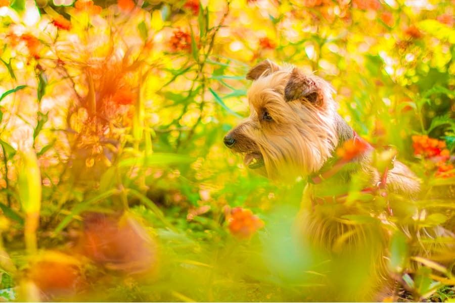 Chien admirant la plante