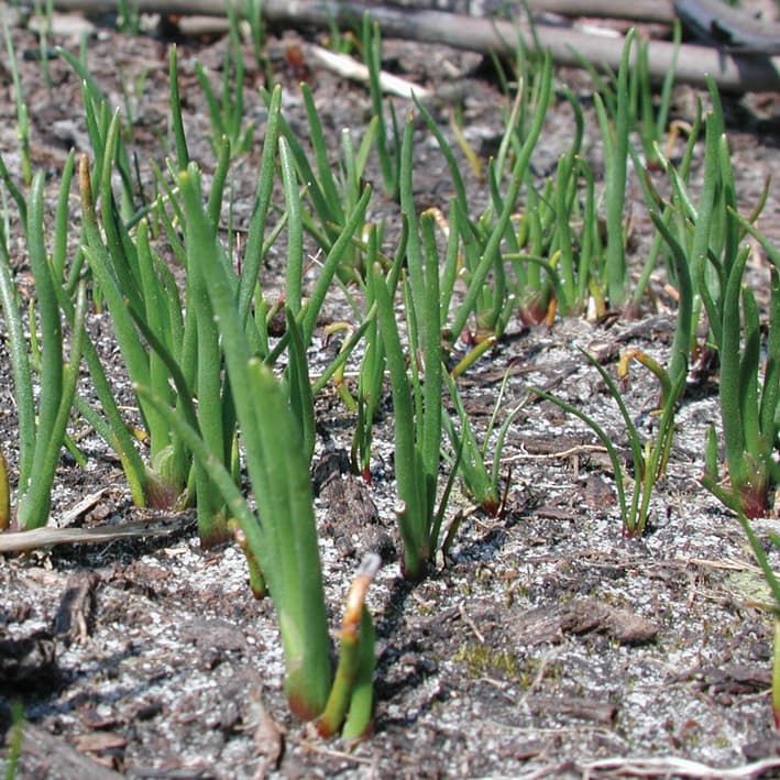 African Restionaceae after a fire