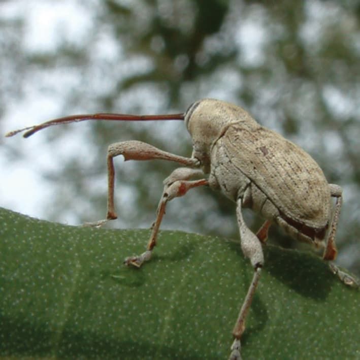 Curculio weevil