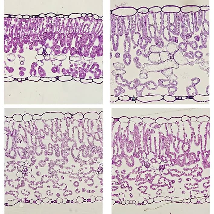 Cross-sections of legume leaves