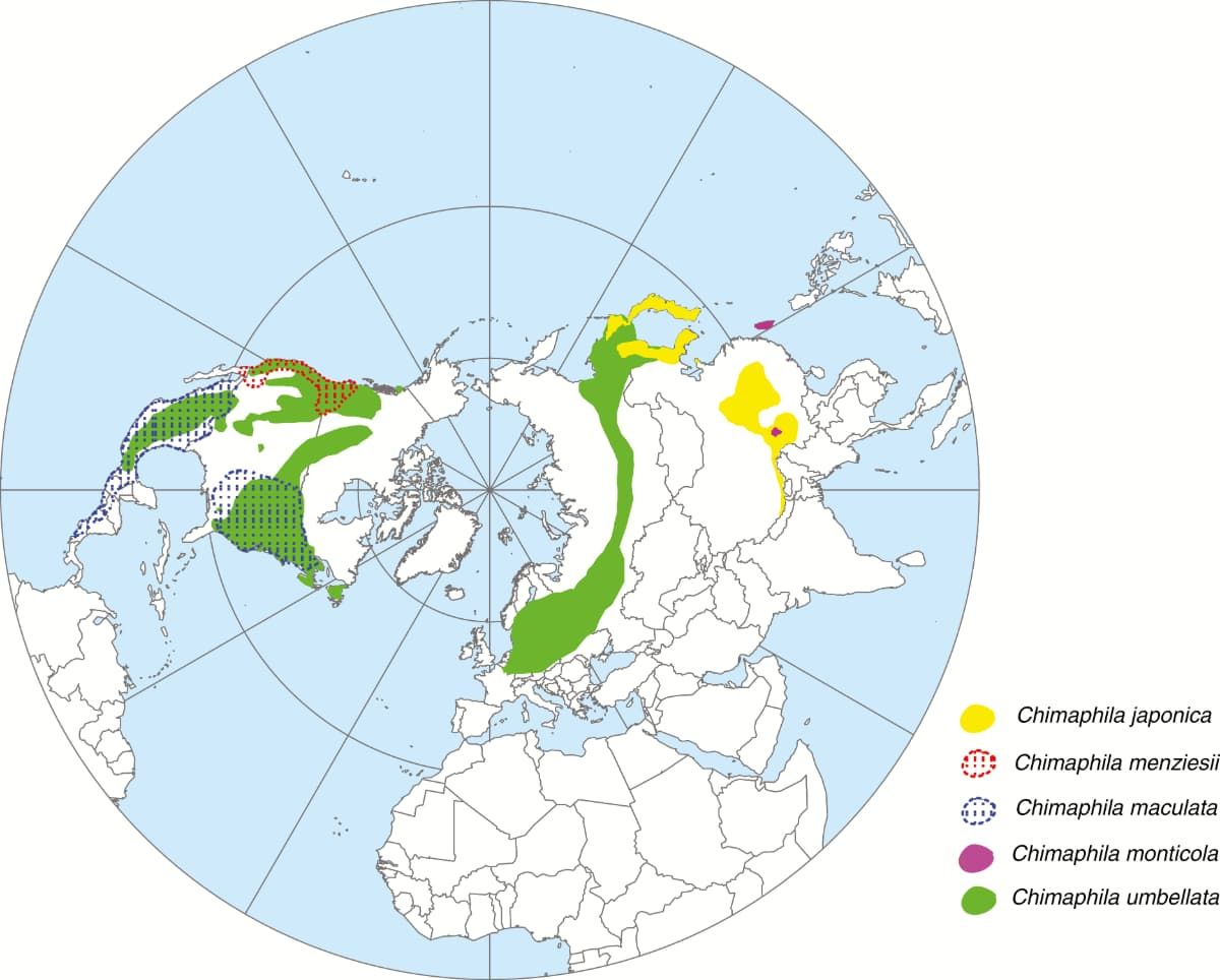 Carte de répartition des cinq espèces de Chimaphila