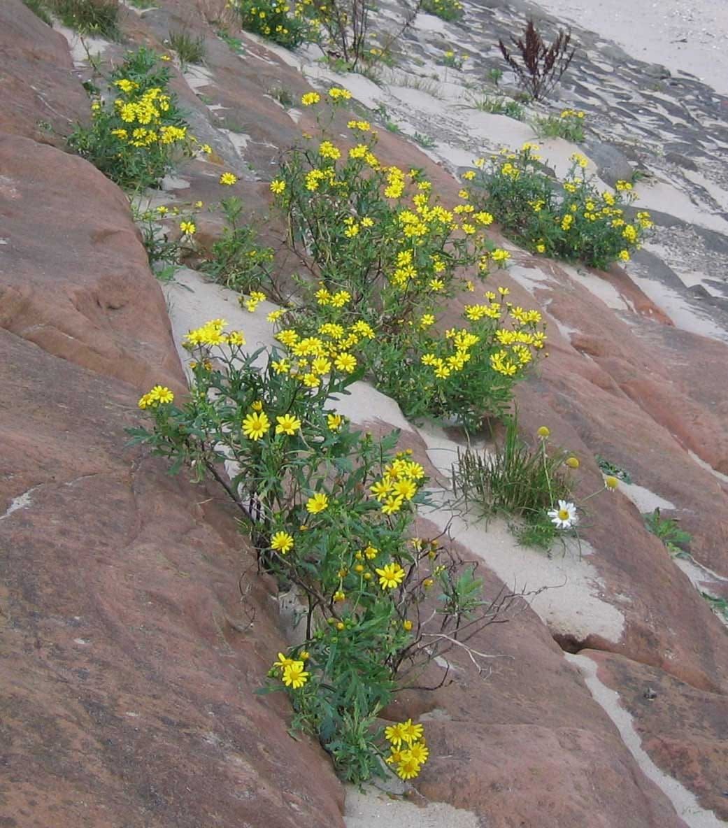 A espécie híbrida de ragwort Senecio squalidus