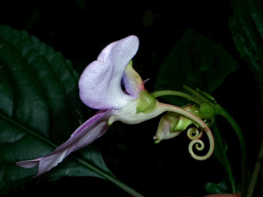 Uma flor com um esporão distintamente longo