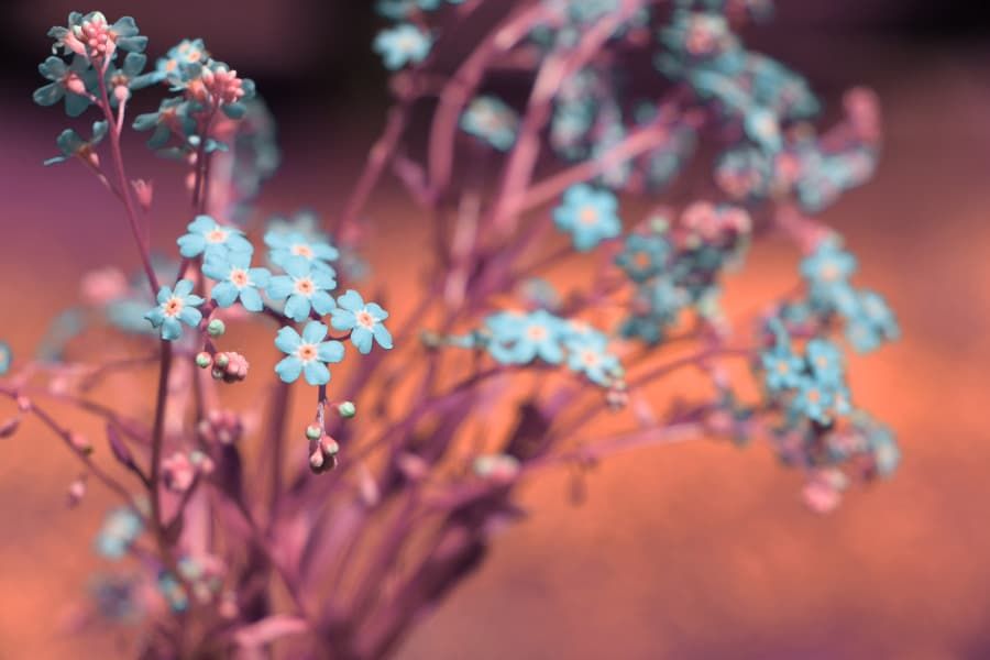 Fleur infrarouge