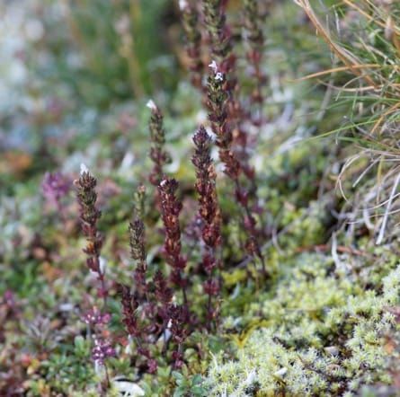La especie eufrasia Euphrasia inopinata