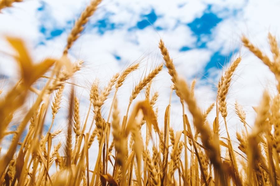 Arroz alcanzando el cielo