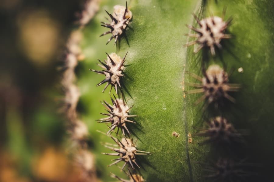 A cactus