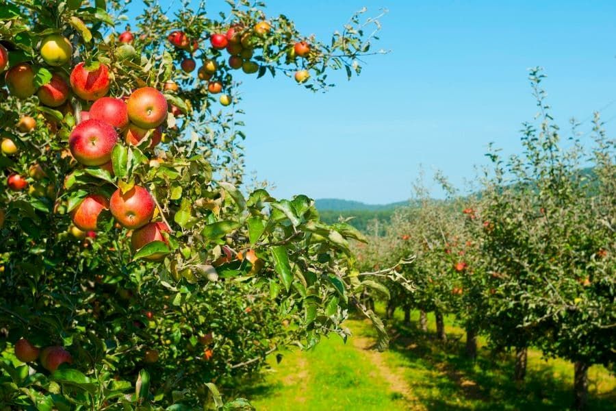 Drought effects on apple tree shoot development and ontogeny