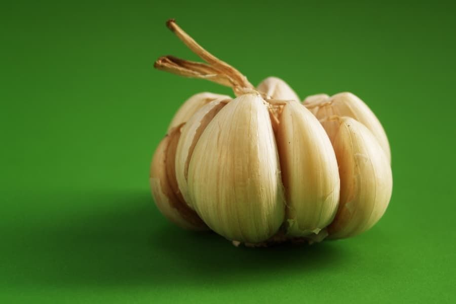 Garlic