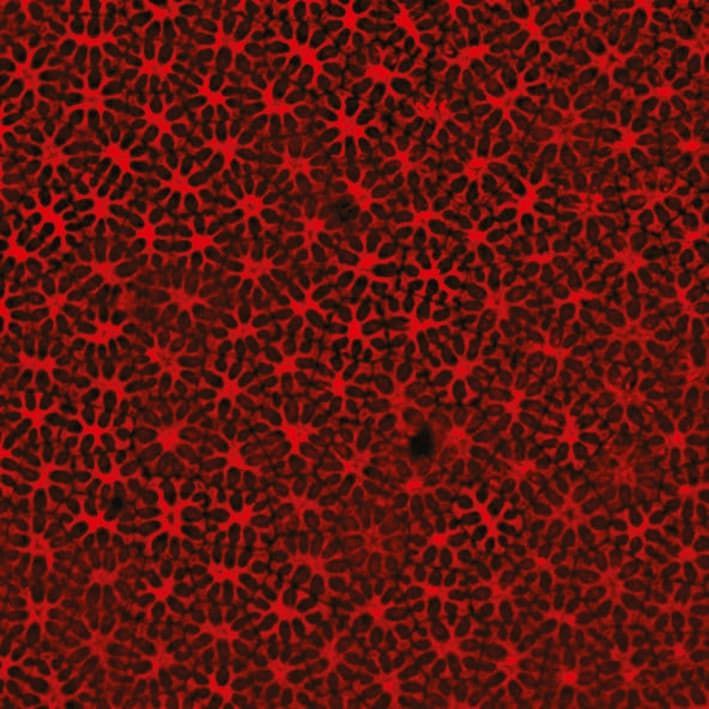 Erbsensamentesta und ihre Rolle während der Etablierung der physischen Ruhephase