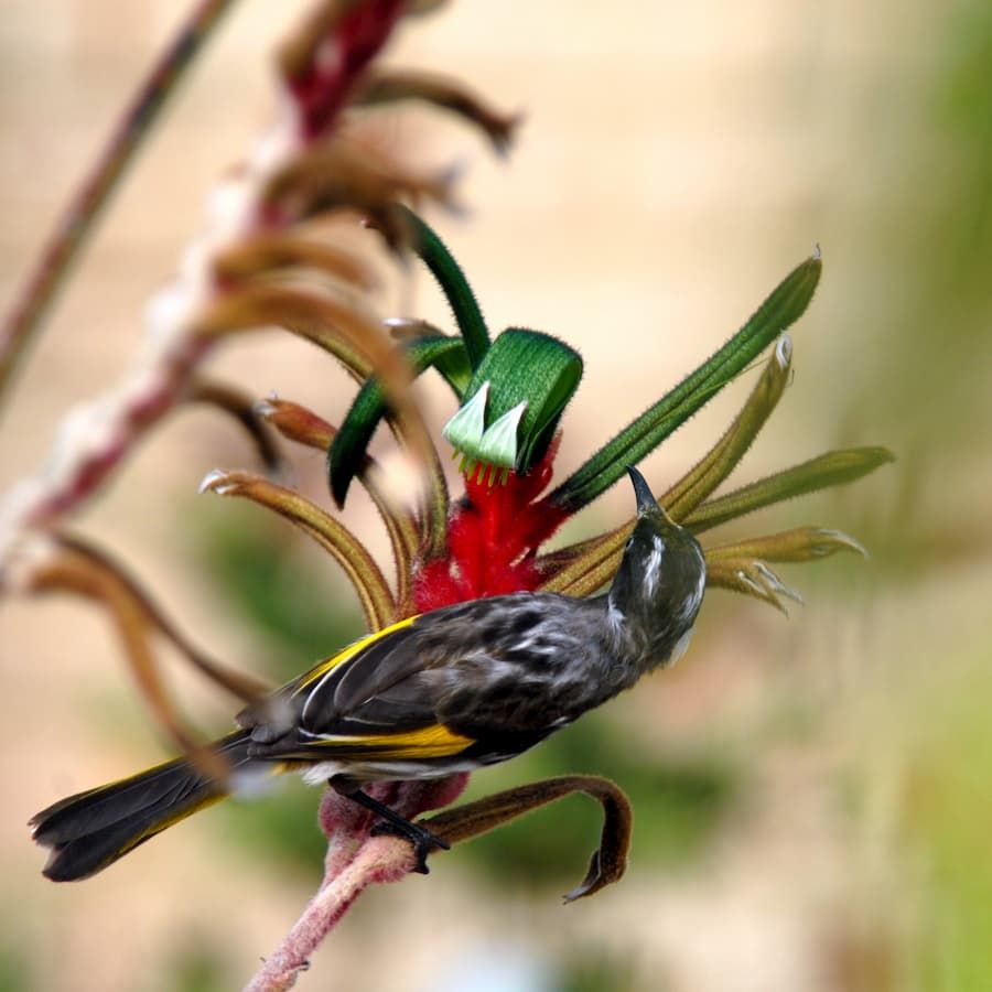 Pájaro en una planta de pata de canguro