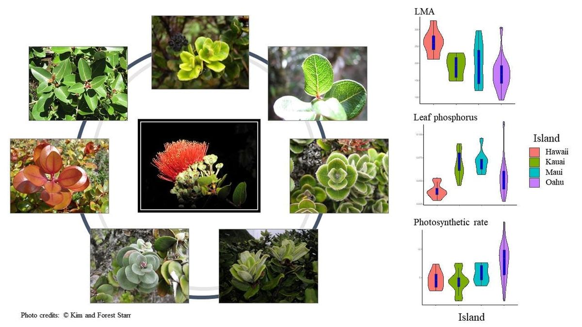 Variation des traits observables