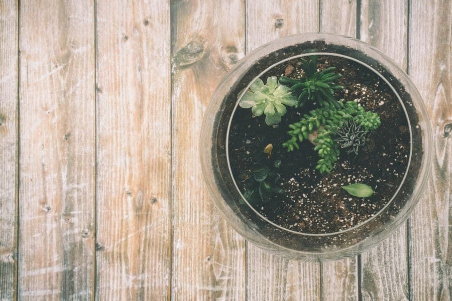 A terrarium as a habitat