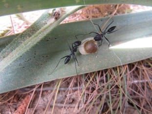Inversión en recompensa por plantas dispersadas por hormigas