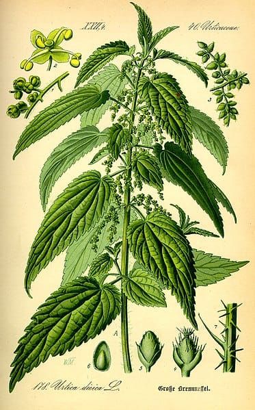 2nd course: Cereals, nettles and conifers (and fish…) ****